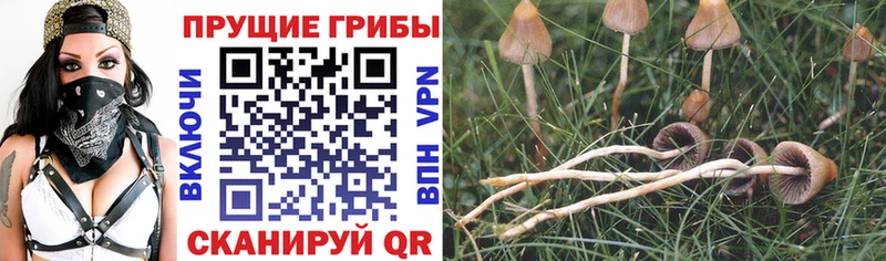 даркнет сайт  MEGA вход  Псилоцибиновые грибы Psilocybe  Радужный 